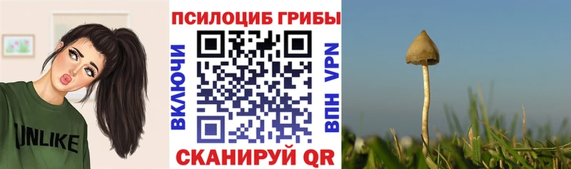 KRAKEN вход  Сарапул  Галлюциногенные грибы GOLDEN TEACHER 